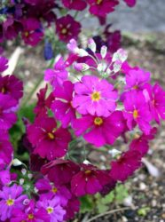 Primula malacoides