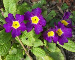 Primula x polyantha