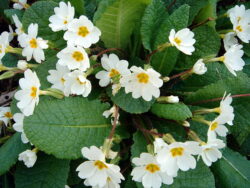 Primula vulgaris