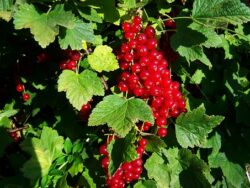 Blackcurrants are a delight in the garden