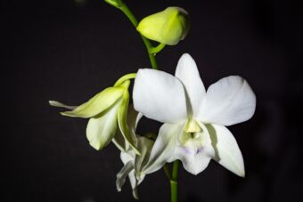 Dendrobiums will eventually need to be repotted