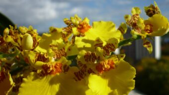 Repotting and Dividing an Oncidium