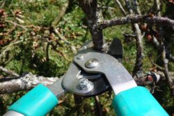 All the pruning tools are important and must be kept in good usage