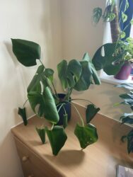 Underwatered houseplant