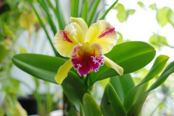 How to Repot Cattleya Orchids using Styrofoam Peanuts