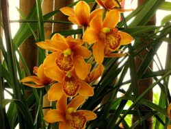 Your Cymbidium will be flowering soon once again