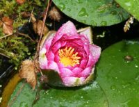 Nymphaea 'Pygmaea Rubra’