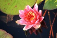 Nymphaea ‘Escarboucle’