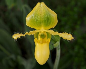 How to Repot a Typical Paphiopedilum