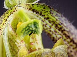 Paphiopedilum wardii