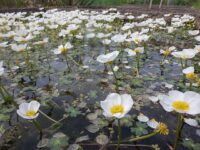 Ranunculus aquatilis