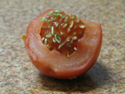 Tomato seeds need special treatment