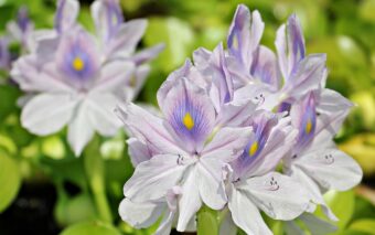 Water hyacinth can do well in pond schemes in the shade