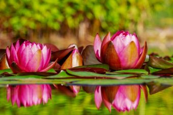 Water lily can be used as part of a container scheme in full sun