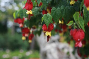 Growing Abutilons in Containers- Growing this Beautiful Shrub