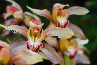 How to Repot and Divide Cymbidiums