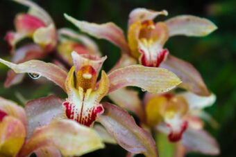 Cymbidiums will eventually need to be repotted