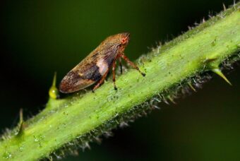 There are many pests and diseases that can invade your garden