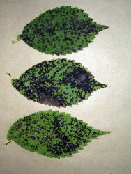 Look out for leaf fungal diseases