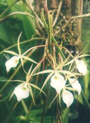 Brassavola can also be used