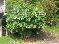 Brugmansia are actually trees