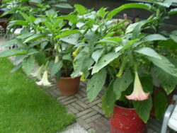 Brugmansia suave