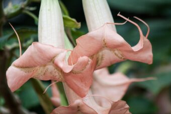 Brugmansia make excellent container plants