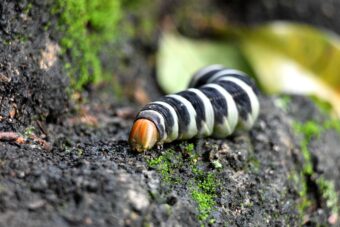 Caterpillars are a common pests in garden along others.