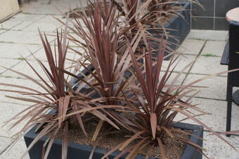 Cordylines make excellent container specimens