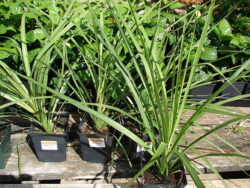 Cordyline australis green