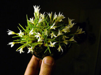Maxillaria can be glue mounted