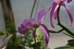 Cattleya walkeriana make suitable species for wall mounting