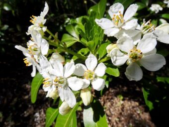 Growing Choisya in Containers- Growing this Colourful Shrub