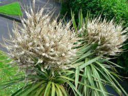 cordyline in flower