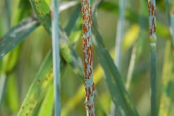 Plant rust