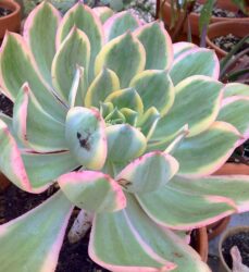 Aeonium 'Sunburst'