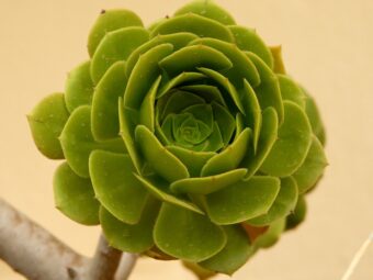 Aeoniums make great temporary summer display in containers