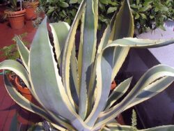 Agave Americana 'Marginata'