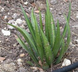 Agave lechuguilla