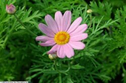 Argyranthemum 'Comet Pink'