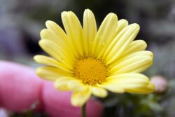 Argyranthemum 'Golden Butterfly'