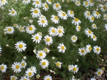Marguerites are such wonderful plants in summer container displays