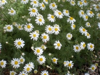 Growing Argyranthemums in Containers- Growing this Colourful Flowering Subshrub