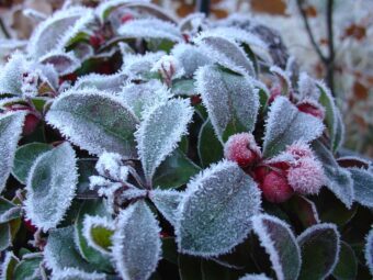 Gaultherias are attractive plants to have in the garden