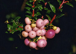 Gaultheria mucronata