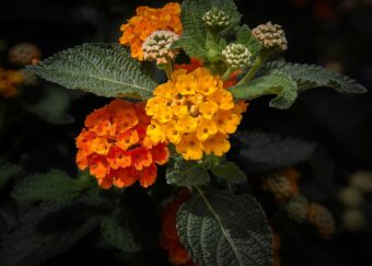 Lantanas make wonderful container plants