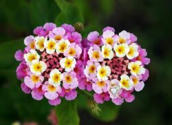 Lantana camara 'Patty Wankler'