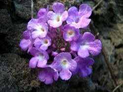 Lantana montevidensis