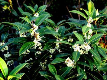 Osmanthus are such delightfully scented plants