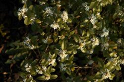 Osmanthus x burkwoodii